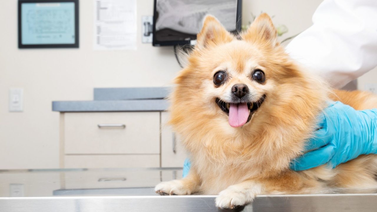 Best Vet Hospital In McCordsville McCordsville Veterinary Hospital