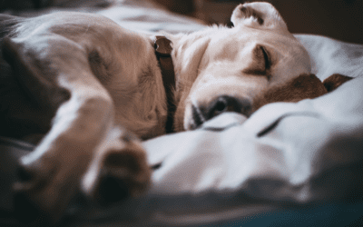 Pet End-of-Life Care Options