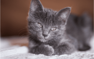 Common Pet Toxins You Should Be Aware Of