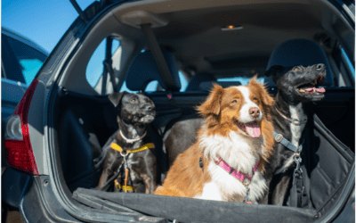 3 Tips to Traveling with Your Pet during Spring Break