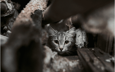 How to Tell If You Have an Anxious Cat
