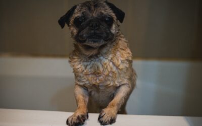 Selecting the Right Shampoo for Your Dog’s Skin and Coat Care